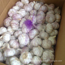 Sinofarm 2021 new crop China/Chinese good price export Fresh Garlic/Ajo/Violet garlic in india for wholesale price